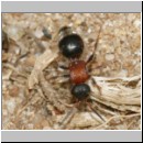 Smicromyrme rufipes - Rotbeinige Spinnenameise w08 5mm.jpg